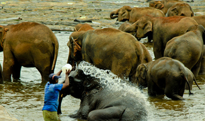 Read more about the article Pinnawala Elephant Orphanage